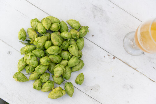 Hops & Beers, Fresh homegrown hops for brewing beer. Hops, Brews, Home Brew, IBU, IPA, Hop fest, vine, hop vine, backyard brewing