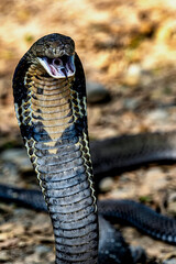 This King Cobra or Ophiophagus hannah for his scientific name, in alert position and ready to...