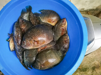 Striped tiger leaffish, Banded leaffish, Malayan leaffish (Scientific name: Pristolepis fasciata) in a blue bowl.