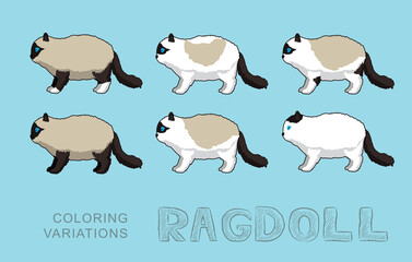 Cat Ragdoll Coloring Variations Vector Illustration