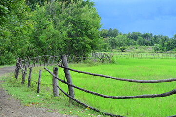 Rice field in the rainy season.