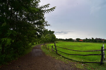 Fototapeta na wymiar Rice field in the rainy season.