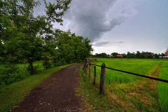 Rice field in the rainy season. © Cesur