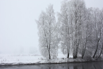 Winter foggy morning. Birches grow on the distant river bank. Trees are decorated with white hoarfrost.