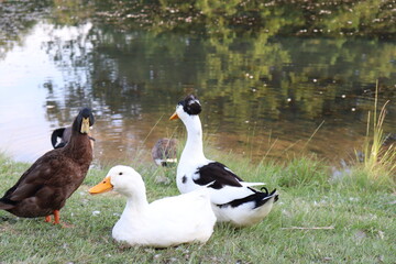 ducks at a park 