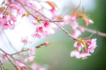 Wild himalayan cherry on tree in Chiang Mai province, Thailand.