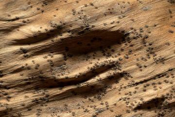 the beauty and uniqueness of the texture of dried banana leaves