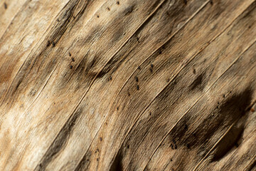 Obraz premium the beauty and uniqueness of the texture of dried banana leaves