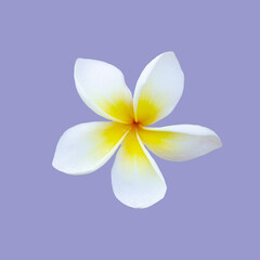 Beautiful White, Yellow, and Pink Adenium Flower Isolated on Blue Background.