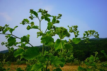 北海道、田舎、夏、元気な野草