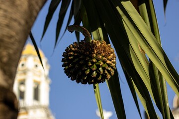 A rare fruit growing in a palm tree