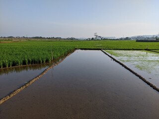 photo of rice fields ready to be planted with rice