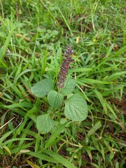 close up of a plant in the garden