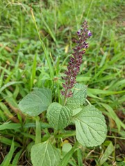 close up of a plant in the garden