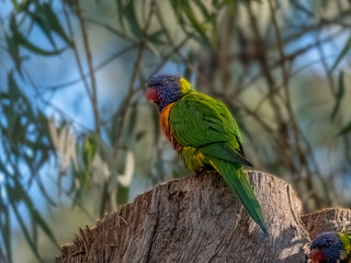 Fat Lorikeet