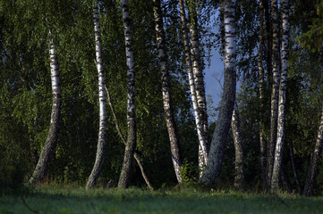 Pięknie oświetlone drzewa brzozy w lesie we mgle	
 - obrazy, fototapety, plakaty