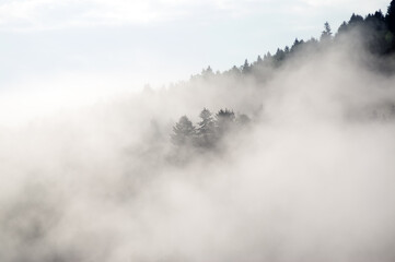 Wierzchołki drzew we mgle