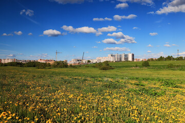 Fototapeta na wymiar edge of the city background landscape summer field with yellow flowers dandelions on the background of houses