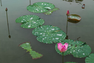lotus plant in bloom on the lake water
