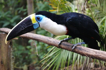 Tucán