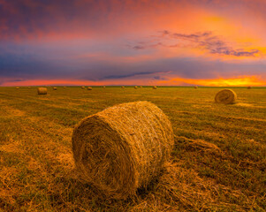 summer wheat field after a harvest at the sunset, natural agricultural background