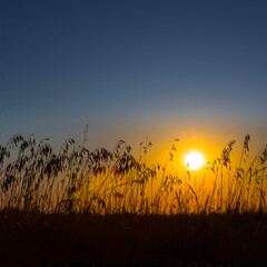 prairie with grass silhouette at the dramatic sunset, natural sunset background