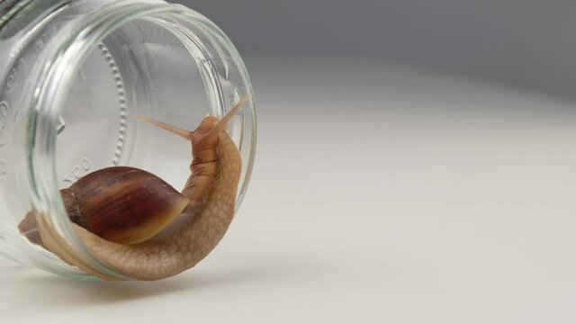 Close-up of a snail crawling on an empty glass jar on a white background. The use of shellfish in cosmetology.