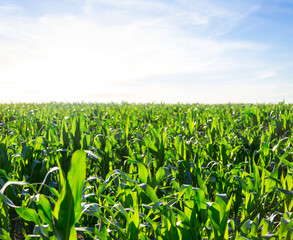 green rural field at the sunset, agricultural background