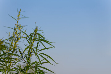 large indica canabis leaves on blue sky background