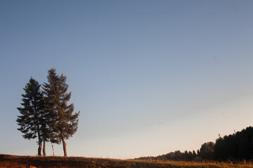 evening sky and tree 