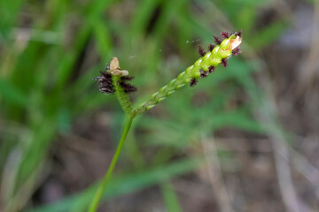 Closeup of Paspalum conjugatum or Buffalo grass