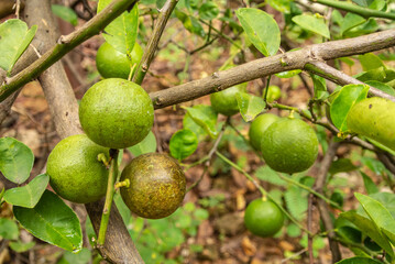 Lemon is a kind of green fruit that has a sour taste and is used as a raw material for cooking. popular in Thailand