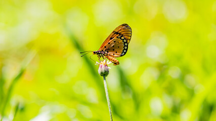 butterfly on flower