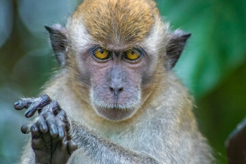 close up of a macaque
