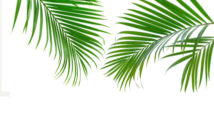 Group of green palm leaves branch on white background