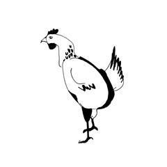 Hen illustration, drawing, engraving, ink, line art, vector