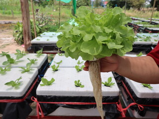 Hand of woman hold green cos salad in the hydroponic farm.