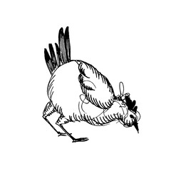 Rooster and hens in farmland illustration. Vector.