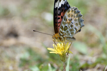 Female Indian fritillary is sucking the nectar of a yellow flower.