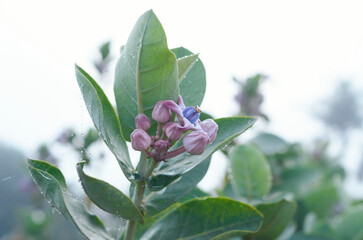 Morning dews on plant of akanda (Calotropis gigantea / crown flower). Beautiful purple / lavender coloured flowers are visible. Shot during winter in a rural village of West Bengal.