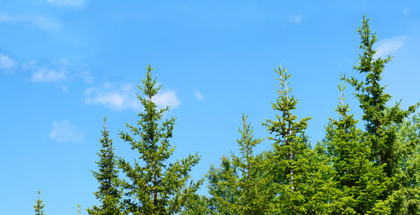 The tops of evergreen fir trees against the blue sky. Spring landscape, coniferous forest with panoramic view