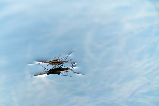 Water strider bug in pond
