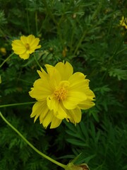 close up yellow flower in nature