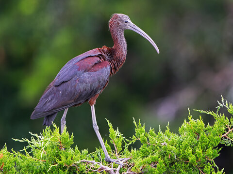 Juvenile Glossy Ibis Standing in the Trees
