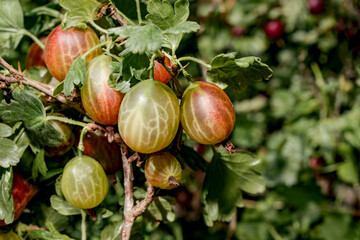 Gooseberry (Ribes uva-crispa) in orchard