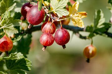 Gooseberry (Ribes uva-crispa) in orchard
