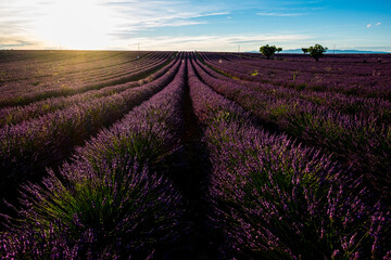 Fototapeta na wymiar Lavender field in france, provence valensole. Beautiful nature outdoors landscape with lavender flowers