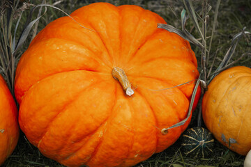 Obraz premium Autumn seasonal vegetables: Pumpkins and squash lying on the grass