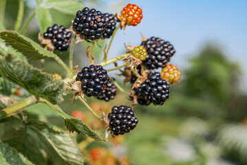 Shrubby Blackberry (Rubus nessensis) in orchard