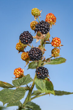 Shrubby Blackberry (Rubus nessensis) in orchard